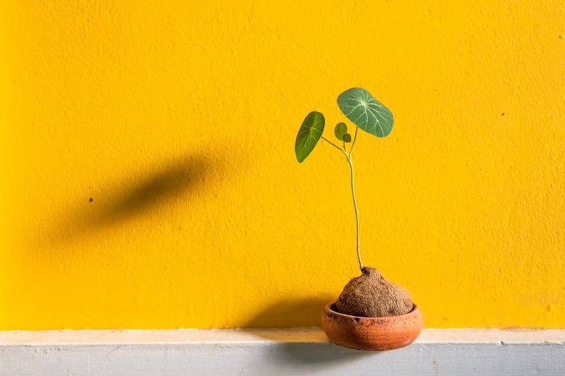 Hanging Plant Wall
