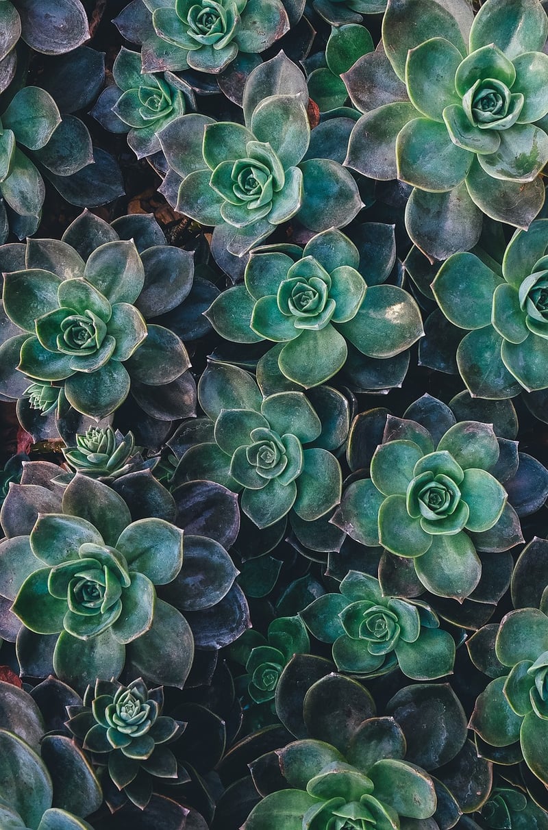 Succulent Gallery